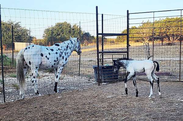 around-walkaloosa-horse