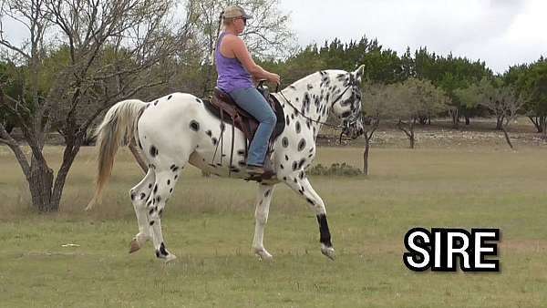 beginner-novice-walkaloosa-horse