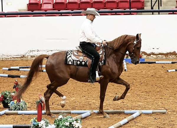 black-arabians-half-horse