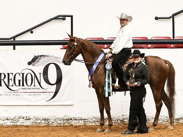 championship-half-arabian-horse