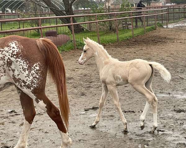 attitude-half-arabian-horse