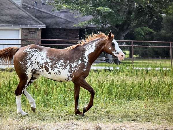 black-arabians-half-horse