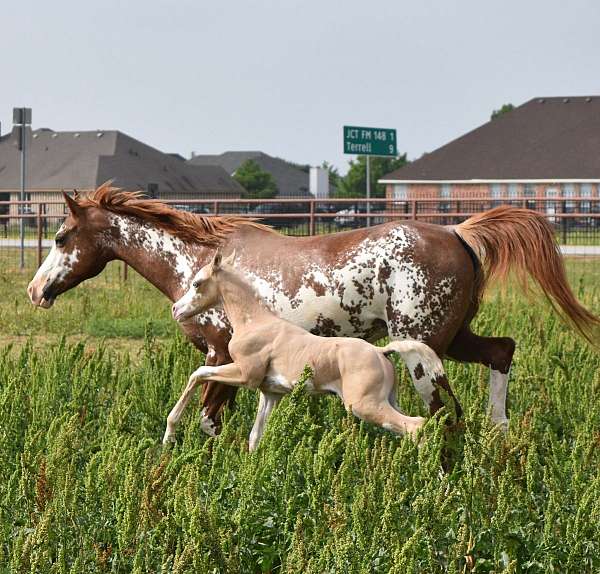 championship-half-arabian-horse