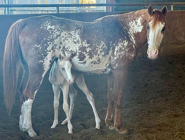 bargain-half-arabian-horse