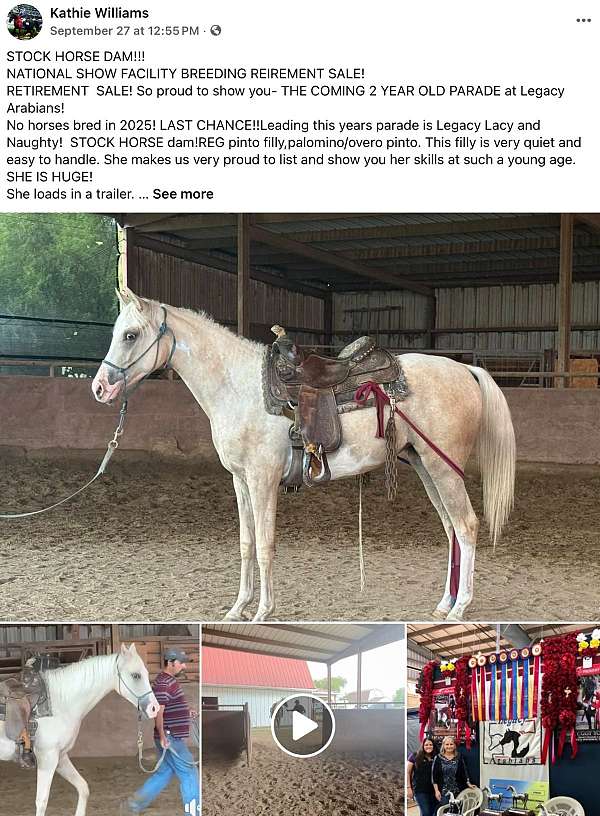 child-half-arabian-horse