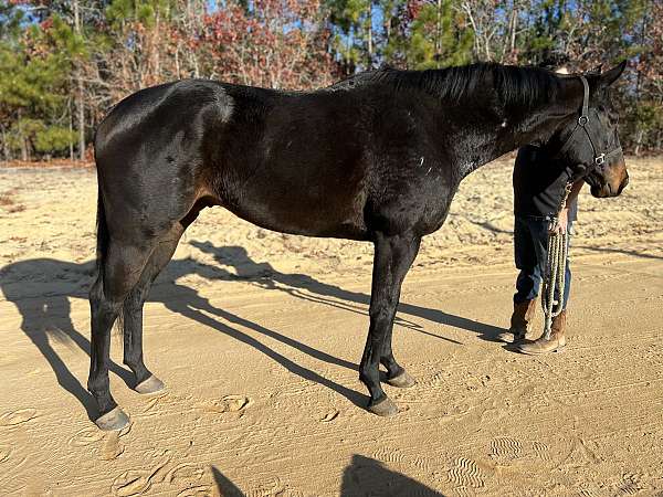 fiel-thoroughbred-horse