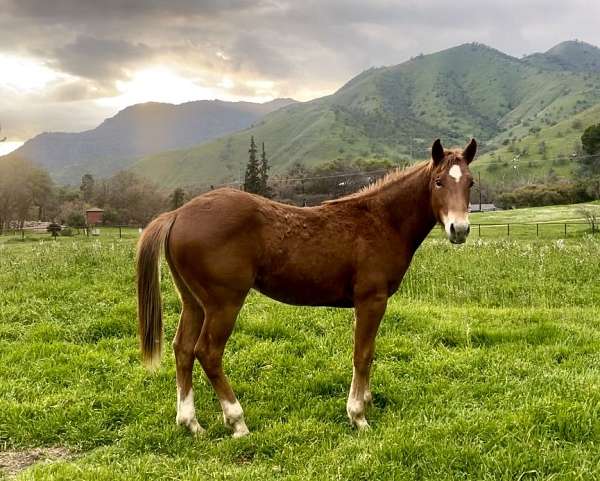 chestnut-sorrel-ranch-stallion-horse