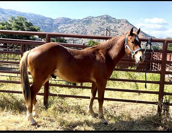 chestnut-sorrel-ranch-stallion-horse