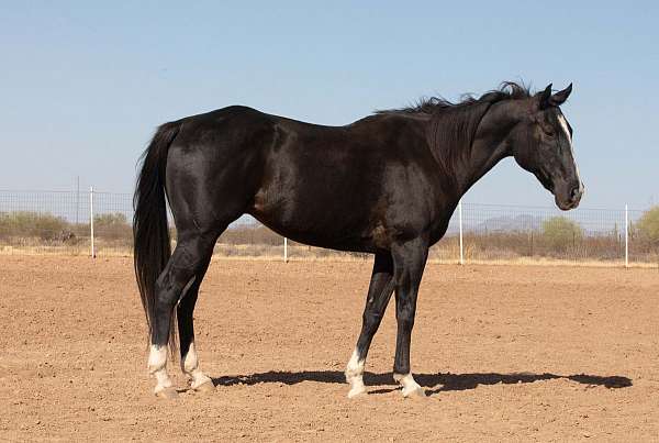 black-gelding-appendix-horse