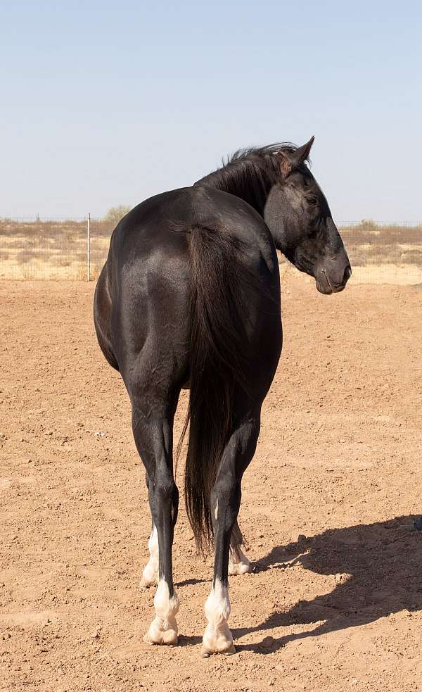 dash-for-cash-gelding-appendix-horse