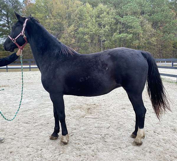 black-quarter-horse-mare