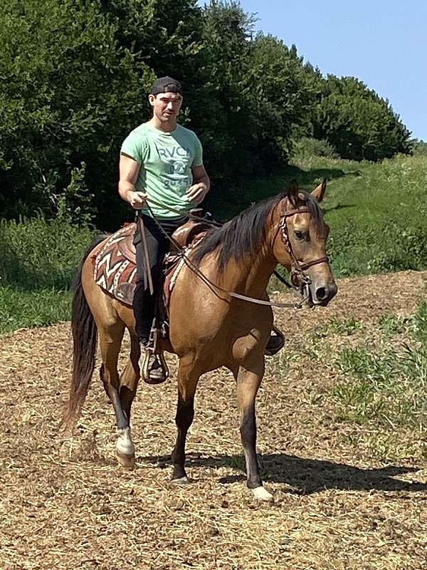 buckskin-trail-riding-western-pleasure-horse