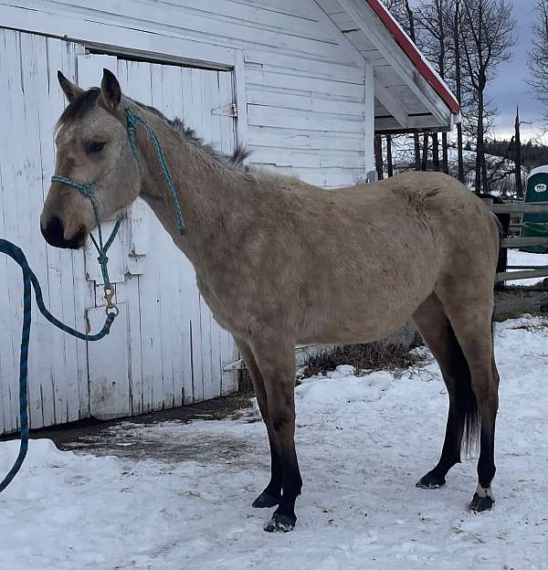 buckskin-white-left-pastern-horse