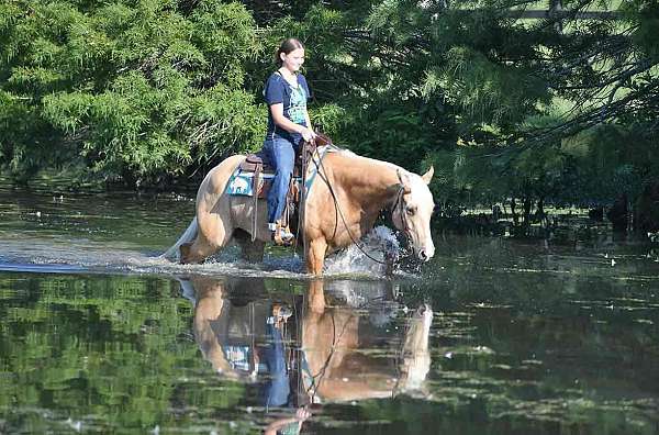 beginner-horse-quarter