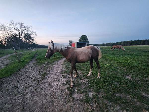 11-hand-morgan-filly