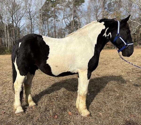 athletic-draft-spotted-horse
