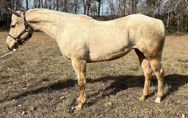 palomino-quarter-horse-mare