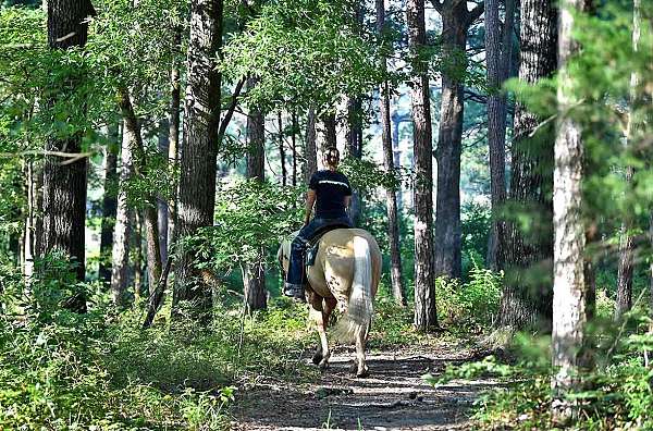 family-safe-quarter-horse