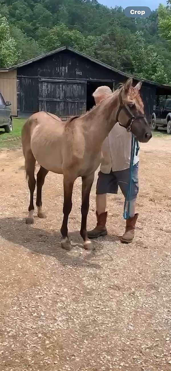 breeding-rocky-mountain-horse