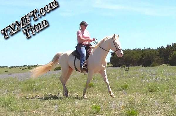 central-texas-missouri-fox-trotter-horse