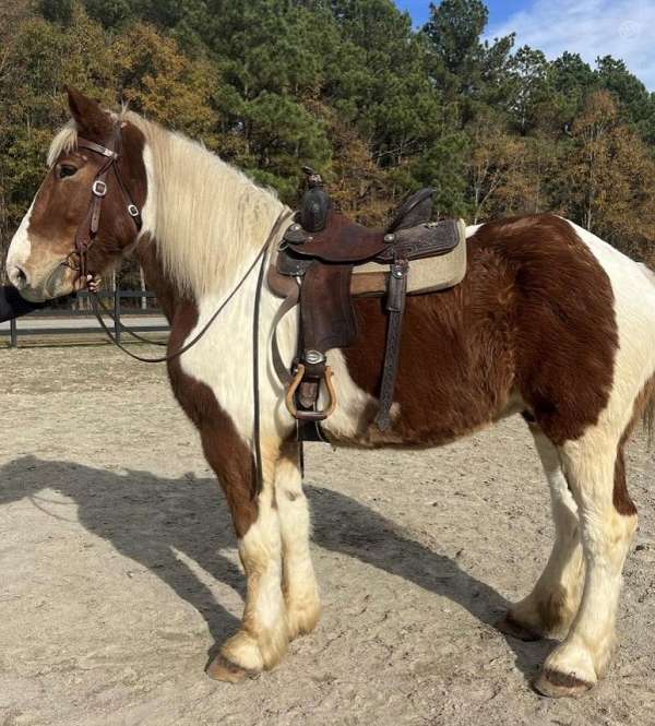 pinto-belgian-horse
