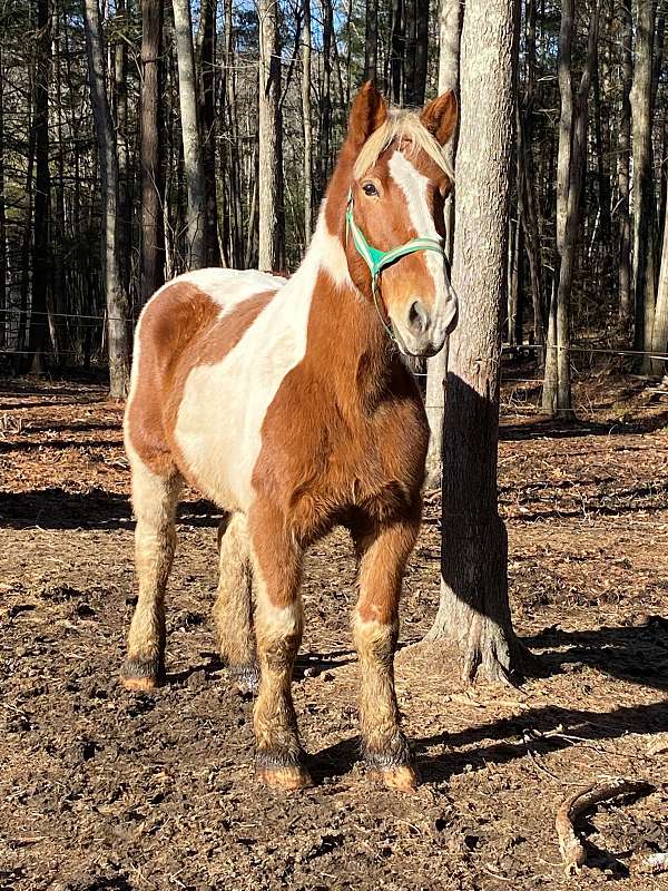 pinto-brown-white-horse