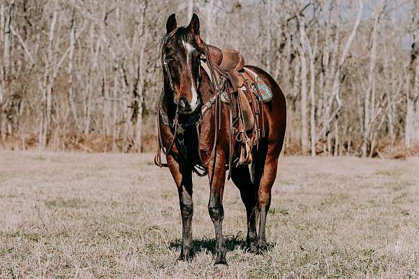 all-around-quarter-horse