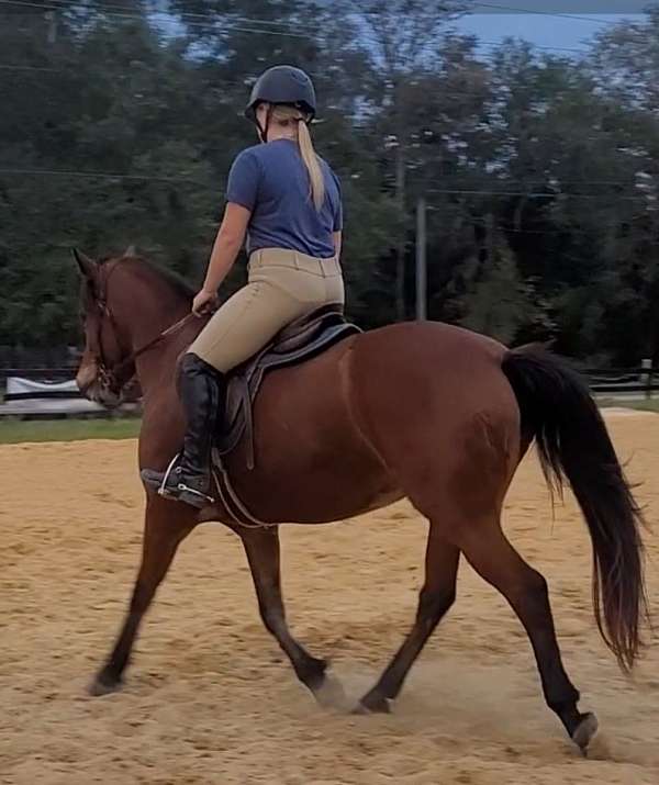 brave-haflinger-horse