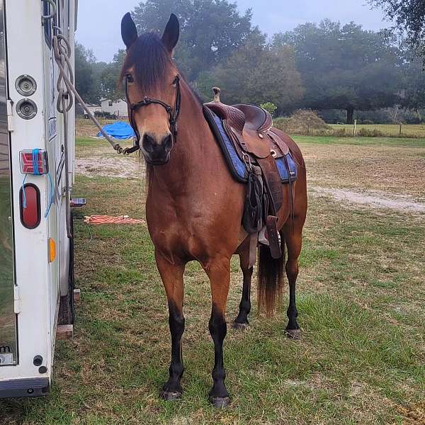 great-feet-haflinger-horse