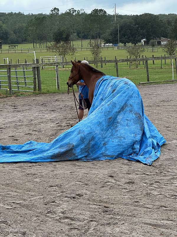 collection-haflinger-horse