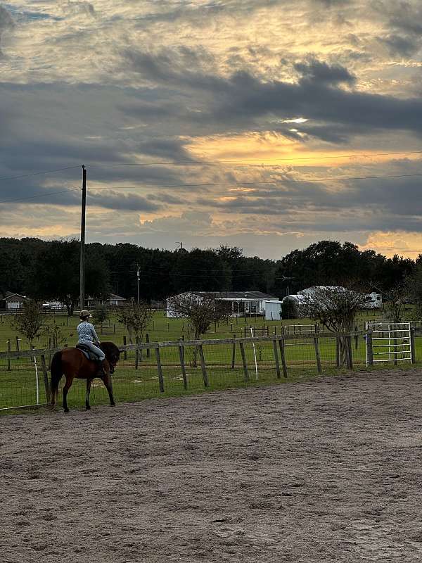 cross-rails-haflinger-horse