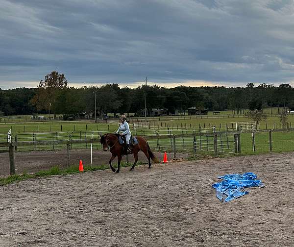 florida-haflinger-horse