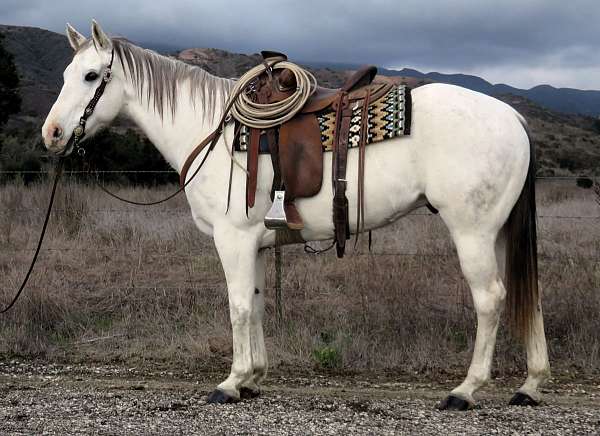 all-around-quarter-horse