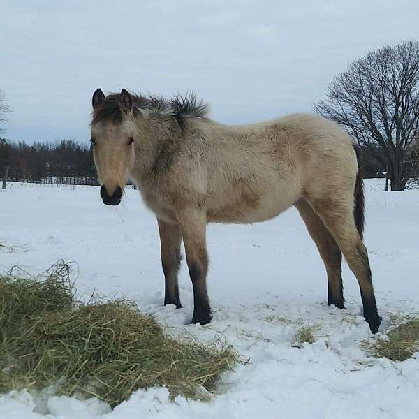 bred-connemara-pony