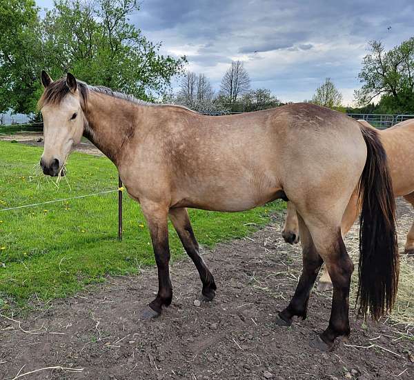 buckskin-ccps-horse