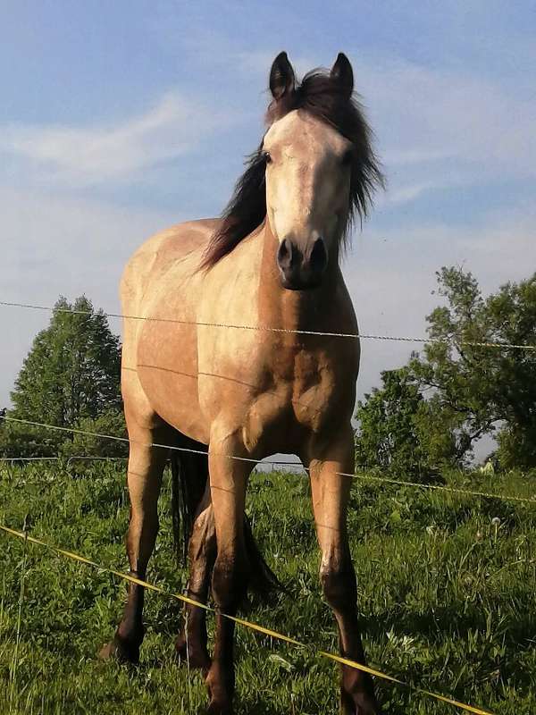 bred-connemara-pony