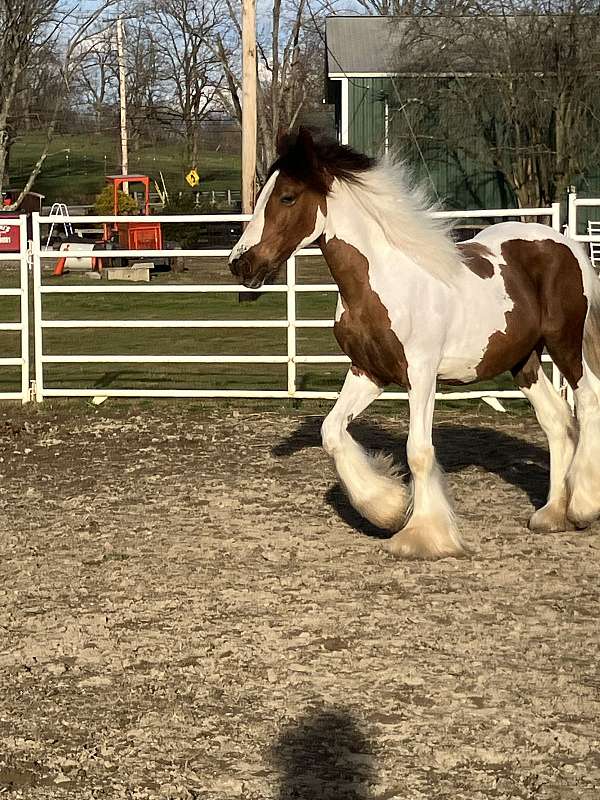 gypsy-vanner-horse