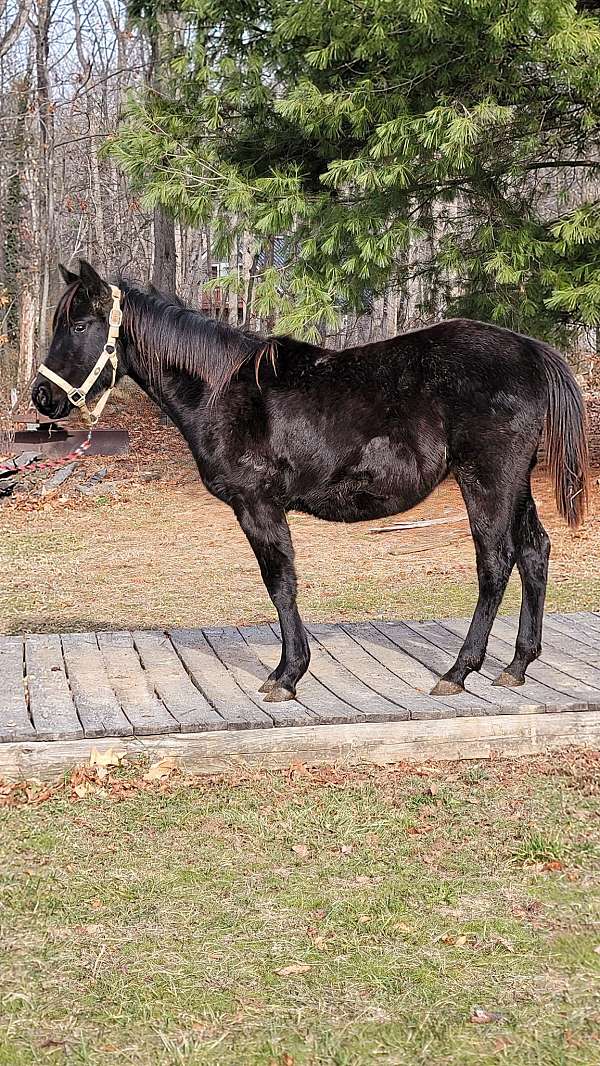 black-quarter-pony-filly