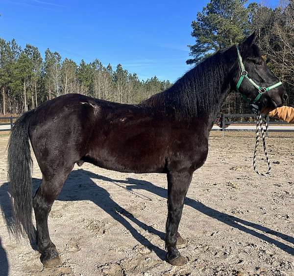 ridden-english-friesian-percheron-horse