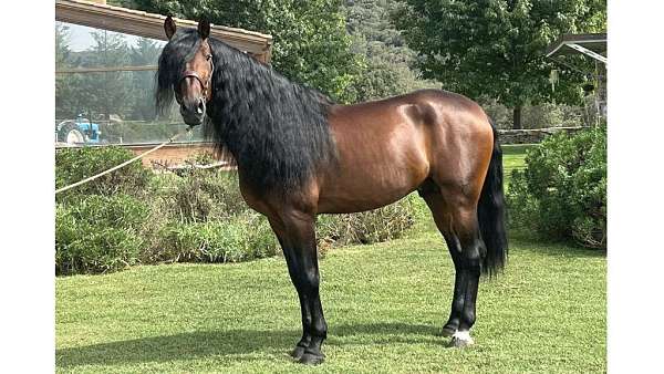 stallion-andalusian-iberian-horse