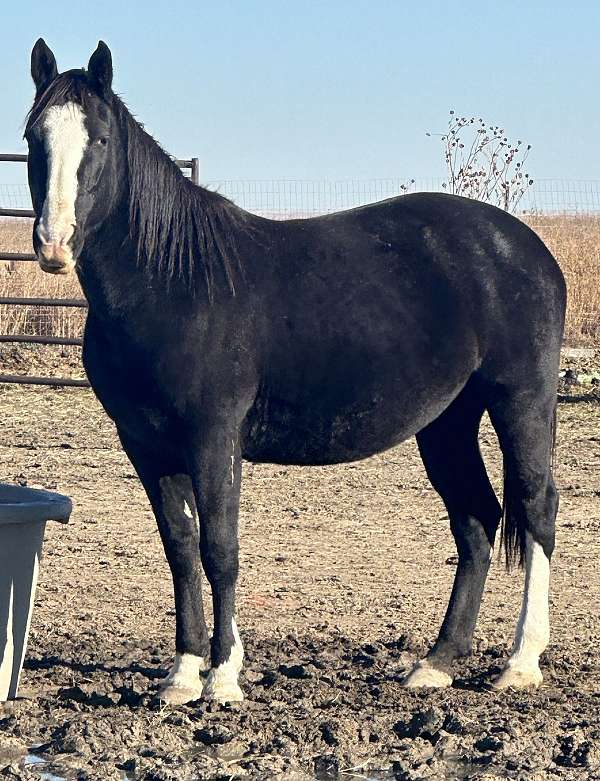 sabino-horse