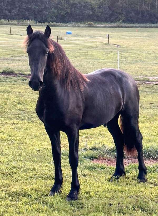 ponied-friesian-horse