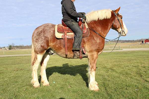 trail-riding-belgian-clydesdale-horse