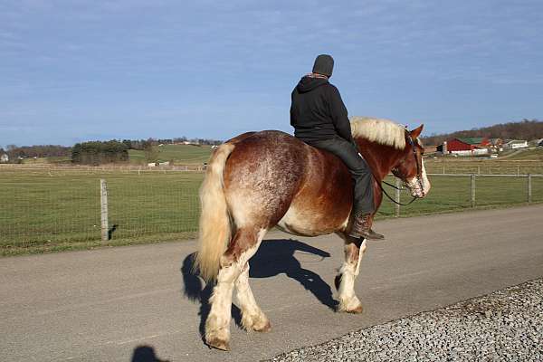 draft-horse