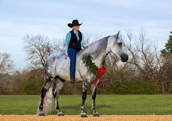 trail-horse-tennessee-walking