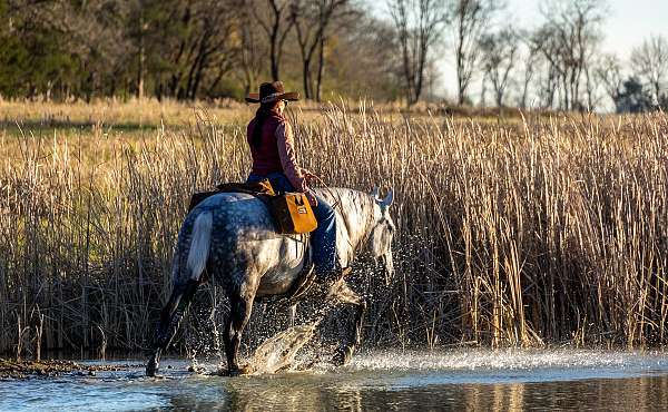 gaited-trail-horse-tennessee-walking