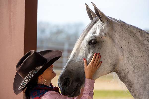 tricks-tennessee-walking-horse