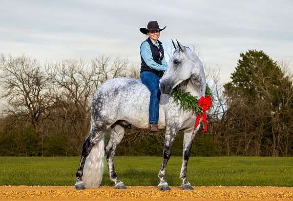 gentle-tennessee-walking-horse