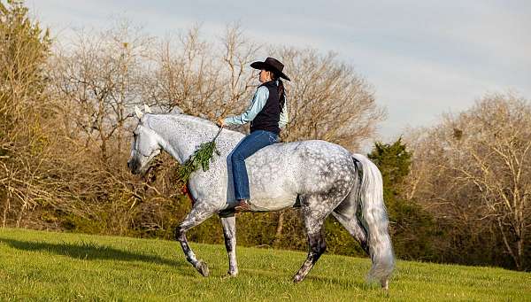 beginner-safe-tennessee-walking-horse