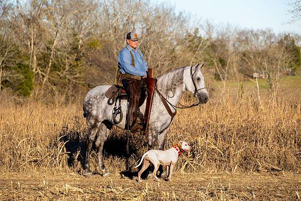 dream-horse-tennessee-walking